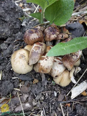 Выращиваем грибы на даче - грибной сезон у вас под окном! | Цветы