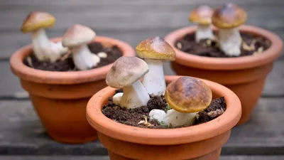 Грибной сезон — можно ли вырастить боровики на даче, когда ждать урожая  грибов и как правильно — срезать или выкручивать — Вечерний Гродно