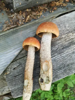 Как вырастить грибы на даче