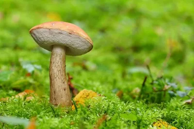 Как вырастить грибы на участке — Реальный Брест