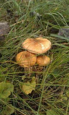 Помогите, пожалуйста, определить, что за грибы растут у меня в огороде. -  Помогите определить растение - GreenInfo.ru