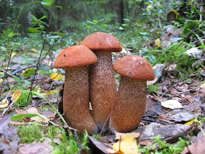 Можно ли вырастить грибы на даче - KP.RU