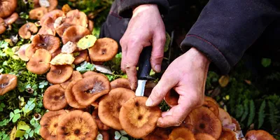 Как выращивать грибы на даче? | Left Brain | Дзен