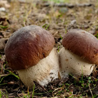 Как легко вырастить грибы на даче? Часть вторая. | Любимая Дача. Сад и  Огород | Дзен