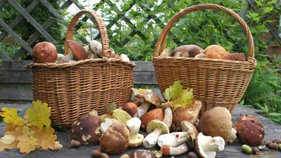 Долгожданный сбор грибов | Пикабу