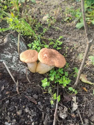 родители ехали на дачу и решили просто прогуляться по лесу грибы поискать /  куча грибов под ногами :: грибники 80лвл :: удача :: Опята :: грибы :: фото  / смешные картинки и