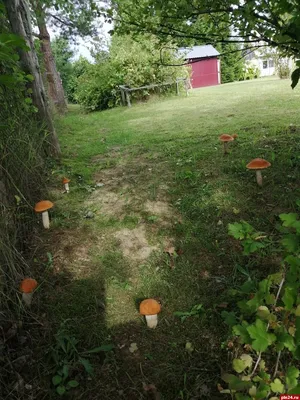 Как повысить урожайность на огороде при помощи червивых грибов