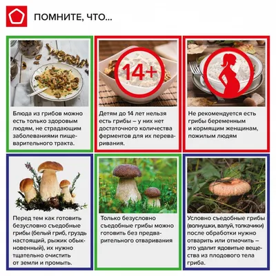 Съедобное-несъедобное: как правильно собирать и покупать грибы