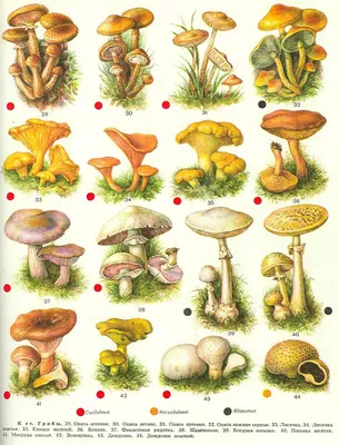 Безопасность в лесу: съедобные и несъедобные грибы в картинках для детей