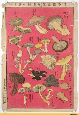 Съедобные грибы Японии...или не съедобные, всё зависит от того, знаете ли  вы японский. / Япония :: страны :: плакат :: грибы / смешные картинки и  другие приколы: комиксы, гиф анимация, видео, лучший интеллектуальный юмор.