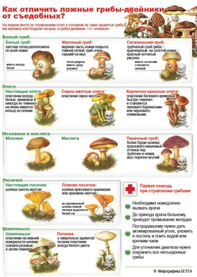 Как отличить съедобный гриб от ядовитого | STENA.ee