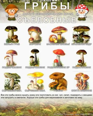 Картинки по запросу фото маслята гриба в лесу | Псилоцибиновые грибы, Дикие  грибы, Растения