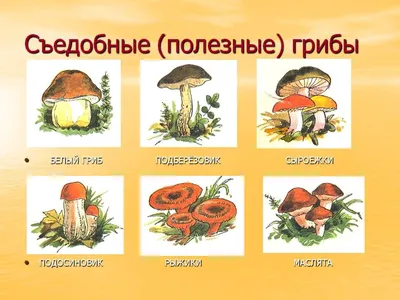 Съедобные и ядовитые грибы в картинках с подписями.
