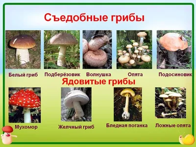Картинки съедобные и несъедобные грибы (60 фото)