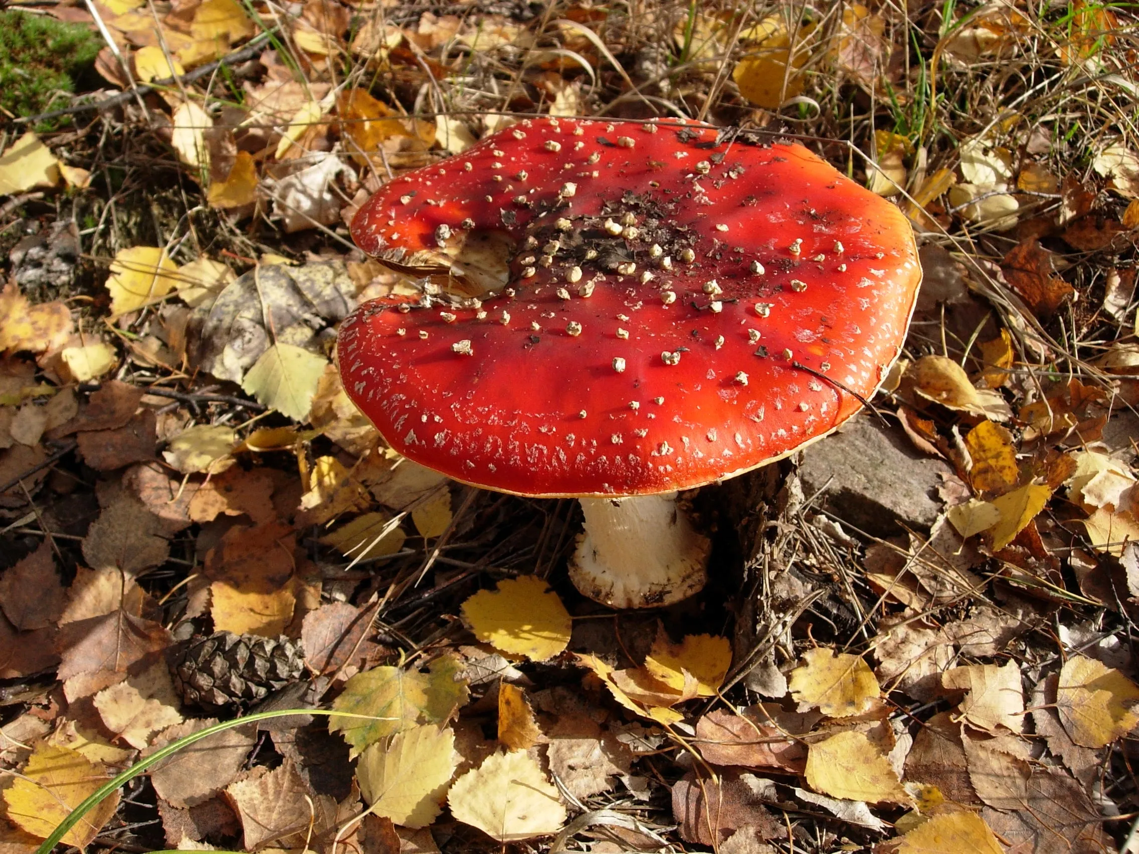Опасные съедобные грибы. Ядовитые грибы. Ядовитые осенние грибы. Осенние несъедобные грибы. Красные грибы осенью.