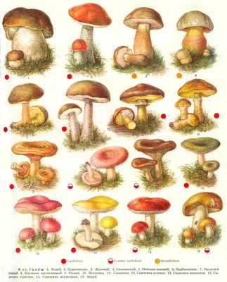 Полный Съедобные и несъедобные грибы. Самые распространенные 16 видов с  названиями, подробным описанием и ф… | Ботанические рисунки, Грибы,  Ботанические иллюстрации