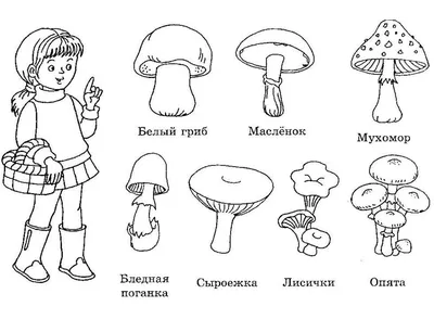 Человек Держит Красивые Съедобные Грибы В Руках — стоковые фотографии и  другие картинки Гриб - Гриб, Держать, Съедобный гриб - iStock