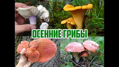 Самые распространенные съедобные грибы.Справочник-определитель начинающего  грибника.-3-е изд. | Вишневский Михаил Владимирович - купить с доставкой по  выгодным ценам в интернет-магазине OZON (692875022)