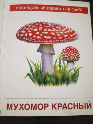 Гид по азиатским грибам - Статьи и лайфхаки от Деликатеска.ру