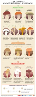 Съедобные грибы: обсудим их чудесные свойства | Как предотвратить старение  | Дзен