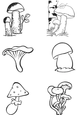Грибы со вкусом краба съедобные грибы и грибы Фон И картинка для бесплатной  загрузки - Pngtree