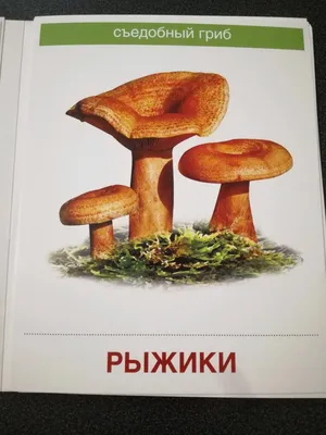 Как нарисовать съедобные грибы - 25 фото