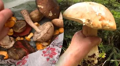 Осенние грибы съедобные (94 фото) - 94 фото