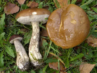 Ядовитые грибы картинки для детей - 61 фото