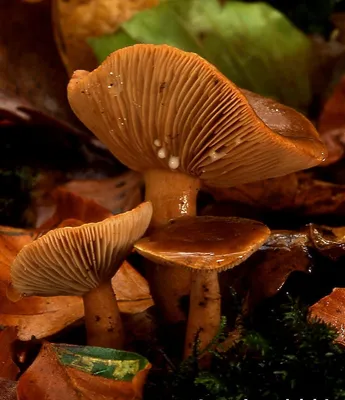 5 видов съедобных грибов, которые почти никто не собирает. А зря! | Мой  загородный мир ⛅ | Дзен