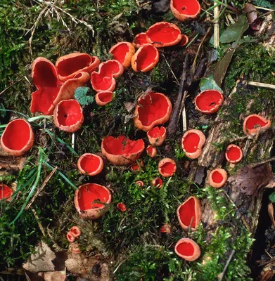 Тихая охота. Учимся отличать съедобные грибы от опасных — Бобруйский  новостной портал Bobrlife