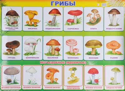 Несъедобные грибы картинки для детей - 59 фото
