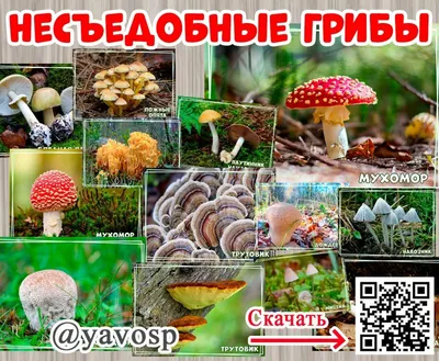 Картинки Грибы для детей (34 шт.) - #803