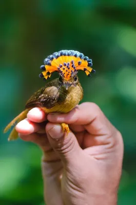 Самые необычно красивые птицы, которые удивят любого своим видом | Призма  жизни | Дзен