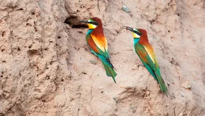 Фото самых необычных птиц мира