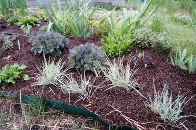 Изображение: Как улучшить почву в саду с помощью грунтовых покрытий и мульчирования