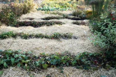 Картинка: Как создать экологически чистые грунтовые покрытия и мульчирование в саду