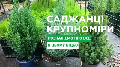 Грунтовые Покрытия И Мульчирование фотографии