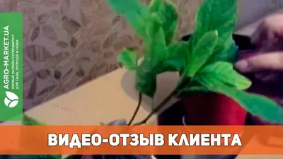 Как выбрать правильное грунтовое покрытие для вашего сада