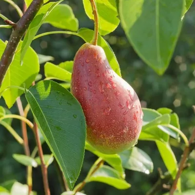 Купите Груша Сеянец Киффера 🌹 из питомника Долина роз с доставкой!