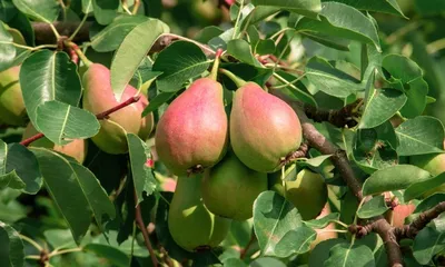 Груша Конференция с бесплатной доставкой на дом из «ВкусВилл» | Нижний  Новгород