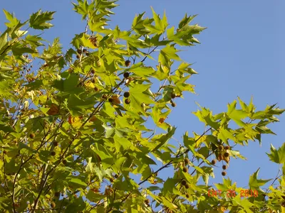 Фото дерева груша лохолистная: естественная красота