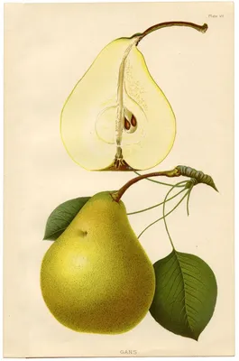 Фотография зрелых плодов груши обыкновенной