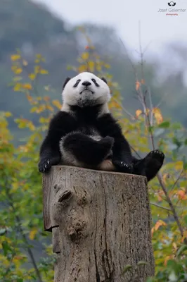 Картинка панда скучает