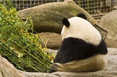 Грустная Панда - красивые фото
