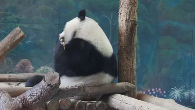 Грустная панда: (20 фото) - Животное панда: энциклопедия, все про панду!