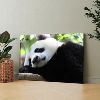 Грустная панда иллюстрация штока. иллюстрации насчитывающей бега - 145671823