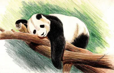 Топ-6 самых умилительных настроений малышки-панды. А какие сегодня вы?