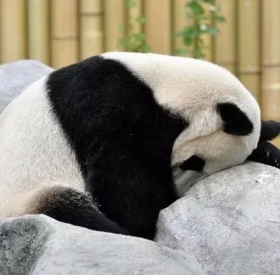 Грустная панда персонаж панда плачет векторная иллюстрация эмоций животных  | Премиум векторы