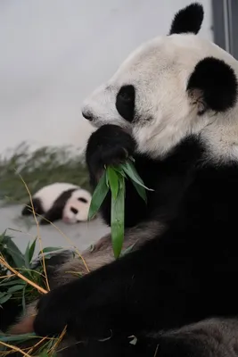 Уставшая милая панда с красивыми …» — создано в Шедевруме