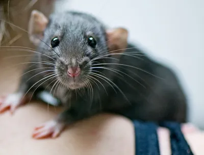 Земляная крыса: боремся с проблемой в огороде